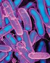 Scientific American