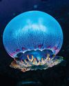 Scientific American