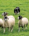 Sheepdog Strategy Sheepdog Strategy6