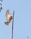 Owl Rescued After Getting Tangled In Kite String5