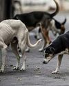 PMC Launches 1 Crore 'Mission Annada' for Stray Dogs23