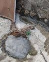Gulmohar Trees Illegally Cut by Harmony Society17