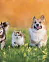 Pawsitive Healing21