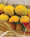 Alphonso season enters final Alphonso season enters final30