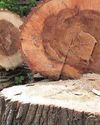 Chembur tree felling row sparks environmental outrage Chembur tree felling row sparks environmental outrage36