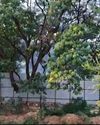 Smoke from Vaikunth cremations sparks residents' outrage Smoke from Vaikunth cremations sparks residents' outrage25