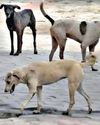 PMC's ₹37 crore stray dog plan28