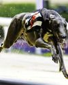 GUIDE TO THE DOGS17