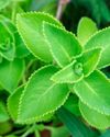 THE BENEFITS OF KARPOORAVALLI HERB THE FULLY LOADED MAGIC PLANT19