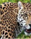 Leopard Panic Grips Walwa Taluka14