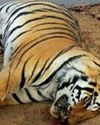 41 Tiger Deaths Recorded in Maharashtra in 2025; Govt Steps Up Protection Measures8