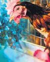 Bird flu outbreak in Nagpur hatchery; 800-1,000 chickens dead Bird flu outbreak in Nagpur hatchery; 800-1,000 chickens dead23