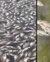 Dead Fish Cover Pashan Lake, Residents Demand Immediate Action0
