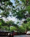 Tree Cutting On Ganeshkhind Road Put On Hold; PMC Commissioner To Personally Hear Objections Tree Cutting On Ganeshkhind Road Put On Hold; PMC Commissioner To Personally Hear Objections10