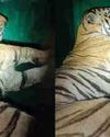 Man-eater tigress that killed four women in Chandrapur captured Man-eater tigress that killed four women in Chandrapur captured10