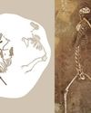Like Cats And Dogs – Archeologist fund the skeleton of a male Eurasian lynx (Lynx lynx), a notoriously shy creature. Like Cats And Dogs – Archeologist fund the skeleton of a male Eurasian lynx (Lynx lynx), a notoriously shy creature.