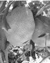DENR endorses ‘abuyog’ sweet jackfruit plantation expansion DENR endorses ‘abuyog’ sweet jackfruit plantation expansion41