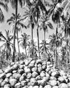 ‘Coco oil prices soften as PHL output rebounds’29