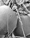 Govt urged to implement coco-biodiesel blend Govt urged to implement coco-biodiesel blend27