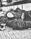 Expert: Science-based, forward-looking urban environmental planning needed to save trees Expert: Science-based, forward-looking urban environmental planning needed to save trees11