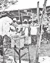 Buzzing project: Slovenia, PHL tap stingless bees Buzzing project: Slovenia, PHL tap stingless bees6
