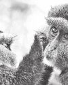 Collecting DNA samples in the wild could transform conservation Collecting DNA samples in the wild could transform conservation10