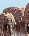 ELEPHANTS GIVE NAMES TO MEMBERS OF THE HERD