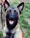 HERO K-9 POOCH TAKES BULLETS BUT GETS HIS MAN!