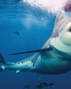 REAL-LIFE JAWS ON THE LOOSE! Globe US