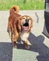 DIRTY DOG!9