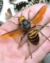 SWARM WARNING SWARM WARNING21