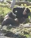 CRAZED BEAVER ATTACKS KID! CRAZED BEAVER ATTACKS KID!21