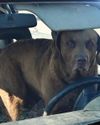 PUPPY PLUGS WOMAN WITH SHOTGUN! PUPPY PLUGS WOMAN WITH SHOTGUN!12
