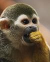 INSANE MONKEY BUSINESS INSANE MONKEY BUSINESS12