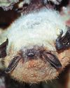 RAVISHING RODENT WINS BATTY BEAUTY CONTEST!