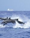 AIR DOLPHIN!19