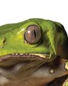 STARS' DEADLY FROG FAD! STARS' DEADLY FROG FAD!21