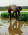 Kalakaumudi