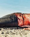 Neighborhood News: A Whale Beaches in the Rockaways