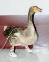 WHO KILLED THE FOOTLESS GOOSE?