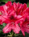 Buransh The miracle flower