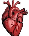The Marma of Heart Attack - Ayurveda's Bold Answer3