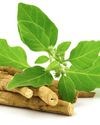 Ashwagandha A Complete Guide to Its Benefits, Uses, and Precautions Ashwagandha A Complete Guide to Its Benefits, Uses, and Precautions6