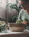 WINTER houseplant care