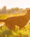 Paws, sniffles and sneezes Paws, sniffles and sneezes16
