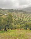 Visiting olive oil producers in Spain