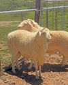 Practical guidelines to prevent stock theft