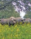 Spain's idyllic pig farming has a product that doesn't come cheap