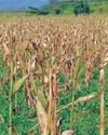 Farmers warned not to plant GM maize in Zimbabwe