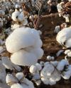 Cotton industry comes together to forge a new future